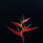 Heliconia acuminata ফুল