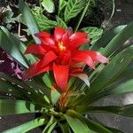 Guzmania lingulata ফুল