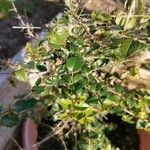 Rhaphithamnus spinosus Hoja