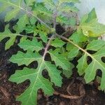 Solanum sisymbriifoliumBlad