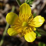 Ranunculus millefoliatus Flower