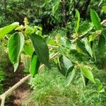 Acalypha crenata Lapas