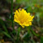 Scorzoneroides autumnalis Flower