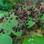 Aralia racemosa Fruit