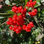 Pyracantha crenulata Fruit