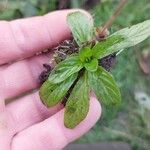 Epilobium tetragonum Лист