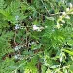 Myosotis arvensisFlors