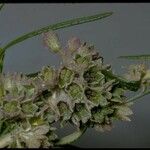 Trichostema lanatum Flor