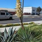 Yucca gloriosaFeuille