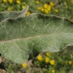Asclepias emoryi Leaf