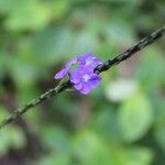 Stachytarpheta urticifolia 花