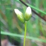 Drosera anglica फूल