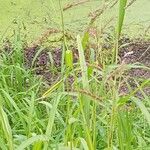 Echinochloa crus-galli 形態