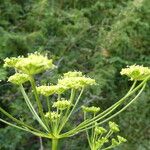 Seseli peucedanoides Flor