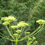 Gasparrinia peucedanoides Flor