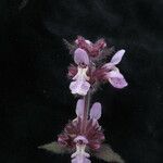 Stachys rigida Hábito