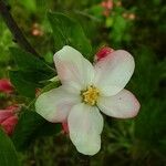 Malus domestica ᱵᱟᱦᱟ