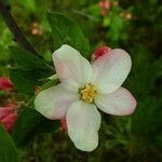 Malus pumila Flower