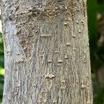 Camptotheca acuminata Rinde