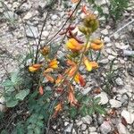 Hoffmannseggia glauca Flower