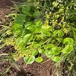 Cochlearia officinalis Hostoa