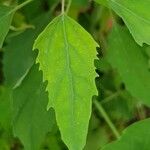 Chenopodium giganteum Leaf