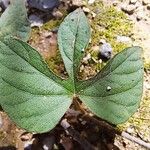 Ipomoea indica Frunză