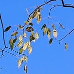Handroanthus heptaphyllus ഇല