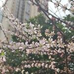 Prunus tomentosa 花
