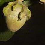Quararibea bracteolosa Fruto