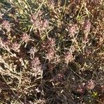 Trifolium scabrum 花