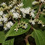 Miconia ibaguensis List