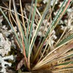 Festuca breviaristata Blatt