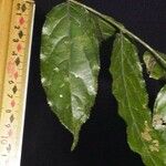 Casearia arborea Hoja
