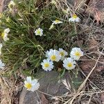 Melampodium leucanthum Blomma