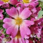 Rosa rubiginosa Flor