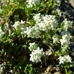 Galium pseudohelveticum その他の提案