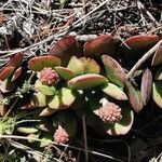 Crassula cotyledonis Habit
