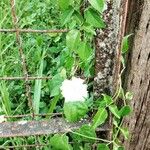 Thunbergia fragrans 花
