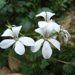 Pelargonium multibracteatum Flower