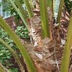 Livistona australis Likasa