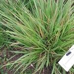 Brachypodium pinnatum Blad