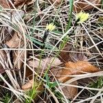 Carex montana Flor