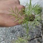 Nigella arvensis Folha