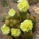 Parodia lenninghausii Costuma