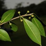 Ficus americana Leaf