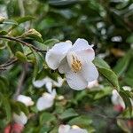 Camellia lutchuensis Цветок