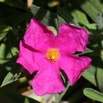 Cistus × incanus Flor