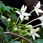 Millingtonia hortensis Blüte