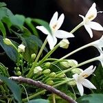 Millingtonia hortensis Flower